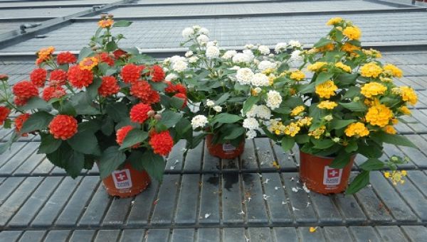 LANTANA CAMARA TOUFFE