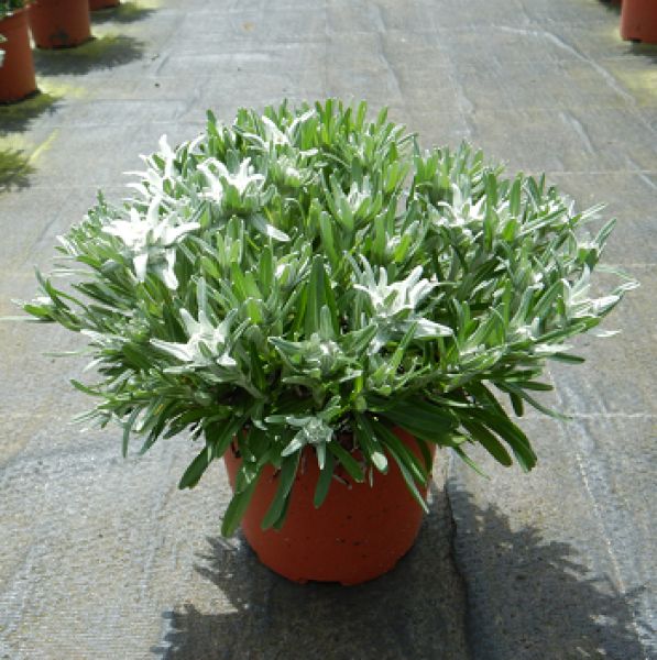 LEONTOPODIUM ALPINUM