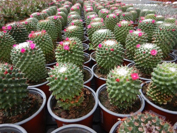 MAMMILLARIA HAHNIANA
