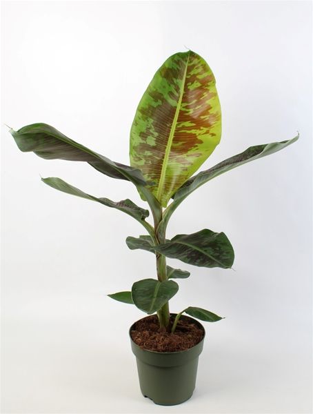 MUSA DWARF CAVENDISH