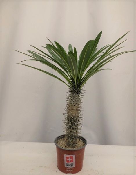 PACHYPODIUM LAMEREI