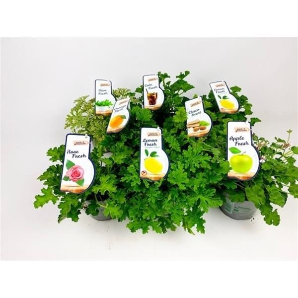 PELARGONIUM ODORANT