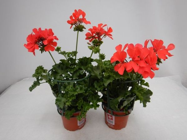 PELARGONIUM PELTATUM