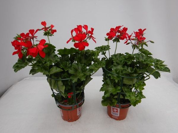 PELARGONIUM PELTATUM