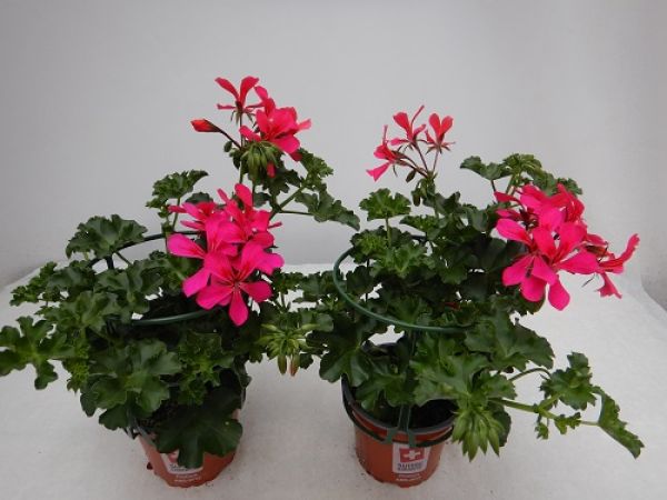 PELARGONIUM PELTATUM