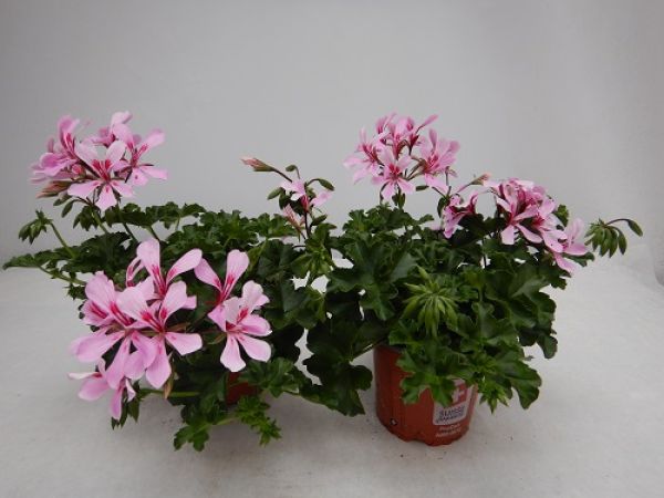 PELARGONIUM PELTATUM