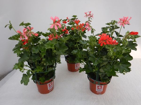 PELARGONIUM PELTATUM