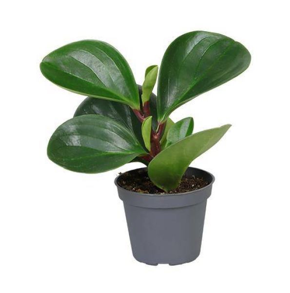 PEPEROMIA OBTUSIF. RED CANYON