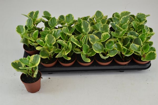 PEPEROMIA PIXIE VARIEGATA