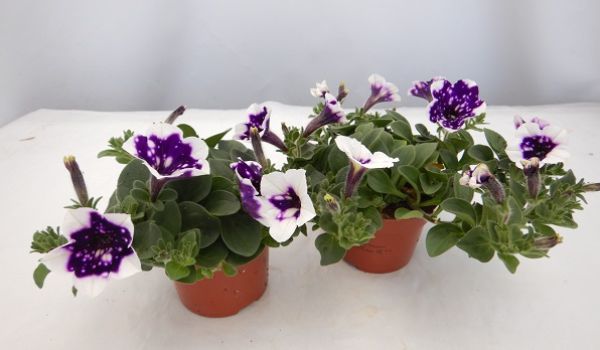 PETUNIA NIGHTSKY