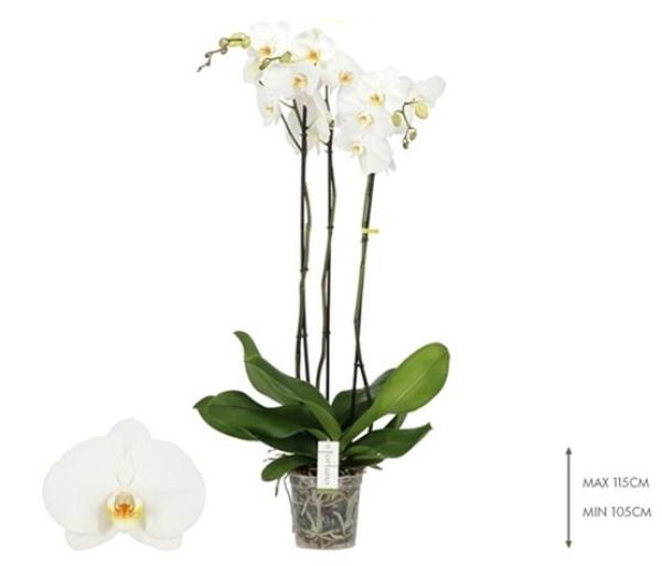 PHALAENOPSIS 3T FORTUNO ALTO