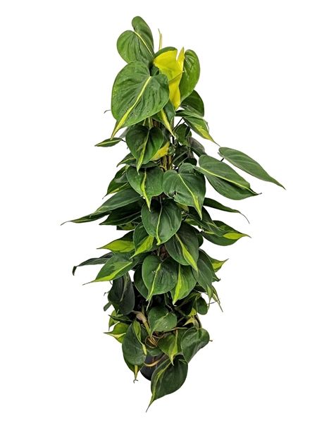 PHILODENDRON BRASIL