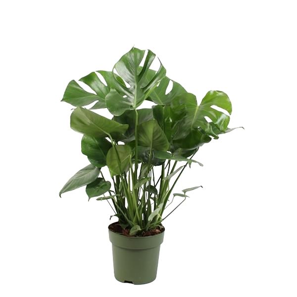 PHILODENDRON MONSTERA