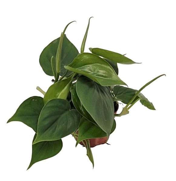 PHILODENDRON SCANDENS