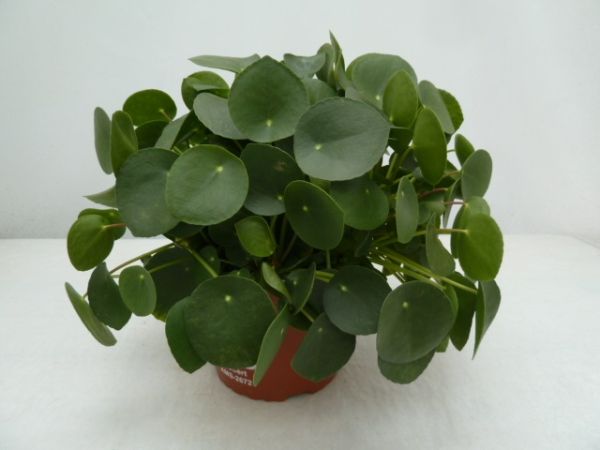 PILEA PEPEROMIOIDES
