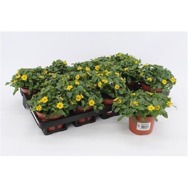 SANVITALIA PROCUMBENS