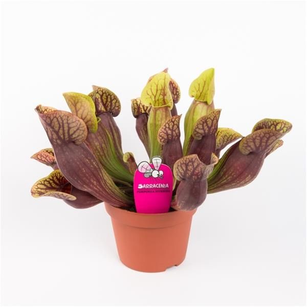 SARRACENIA PURPUREA