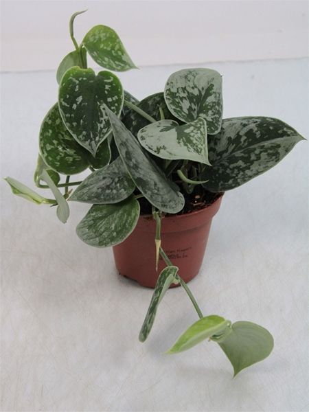 SCINDAPSUS SILVERY ANN