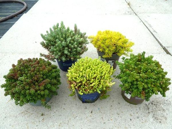 SEDUM MIX