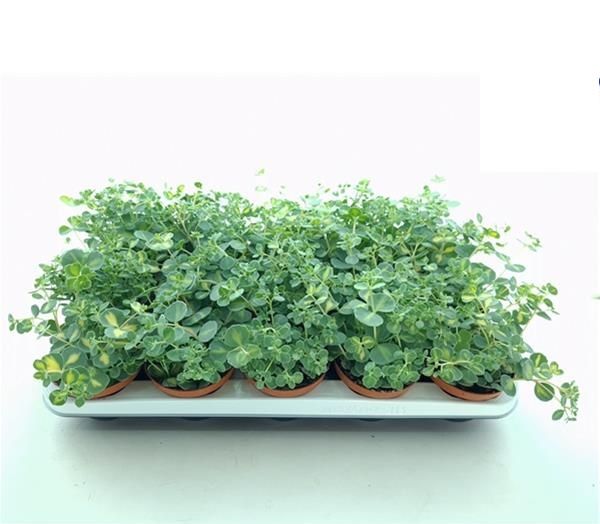 SEDUM SIEBOLDII