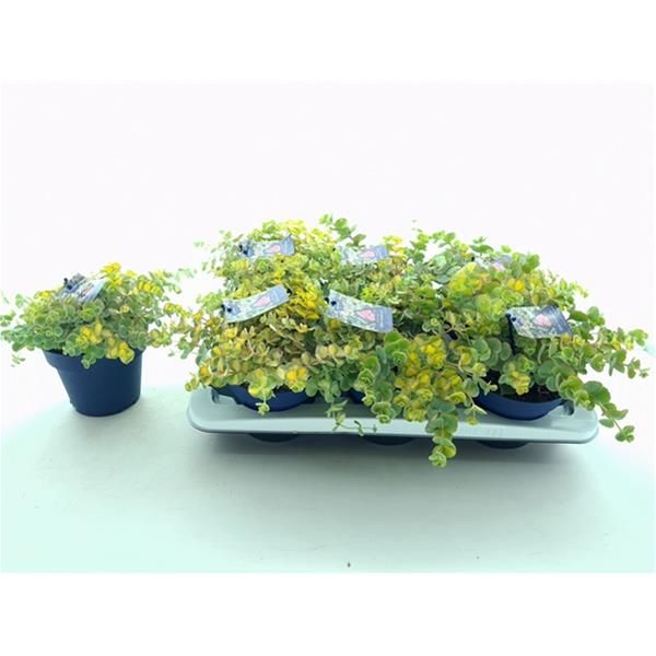 SEDUM SIEBOLDII