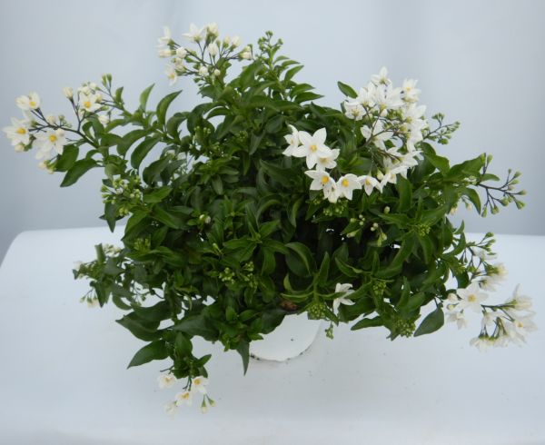 SOLANUM JASMIN. TOUFFE