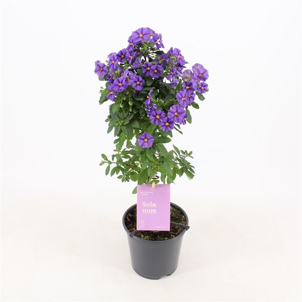 SOLANUM RANTONETII TIGE