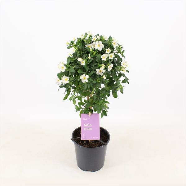 SOLANUM WHITE CHARLES