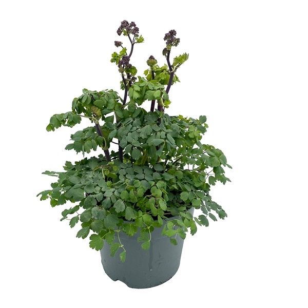 THALICTRUM THUNDERCLOUD