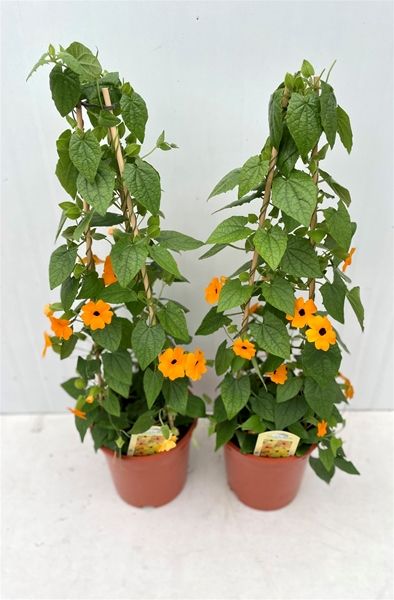 THUNBERGIA ALATA