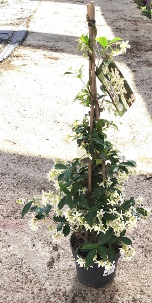 TRACHELOSPERMUM JASMINOIDE