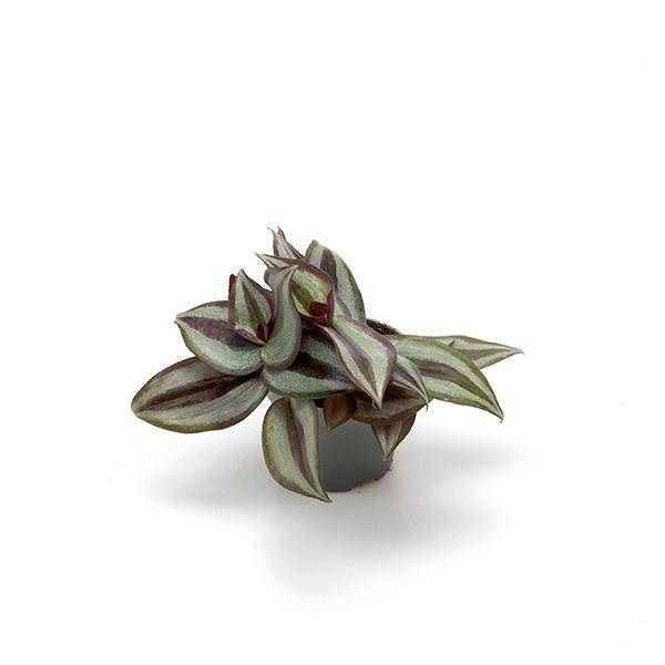 TRADESCANTIA PINK JOY