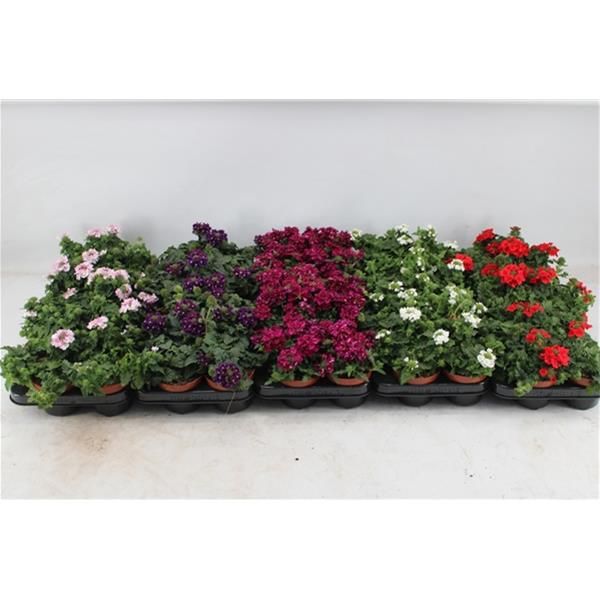 VERBENA MIX
