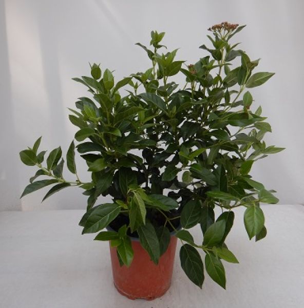 VIBURNUM TINUS