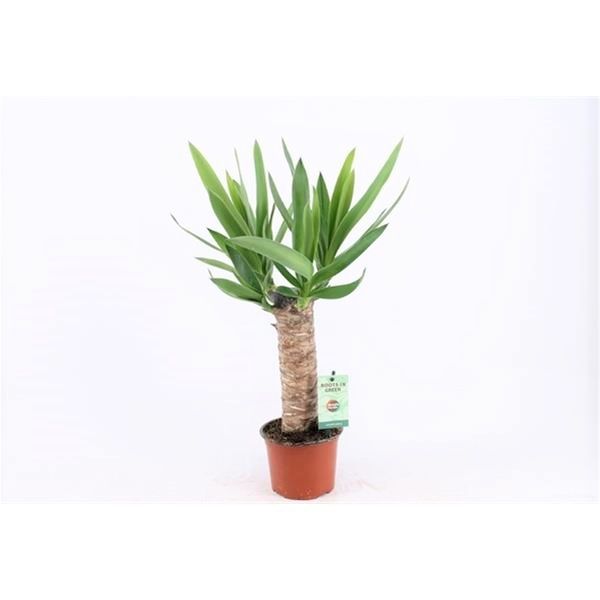 YUCCA ELEPHANT