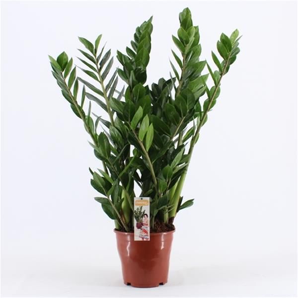 ZAMIOCULCAS