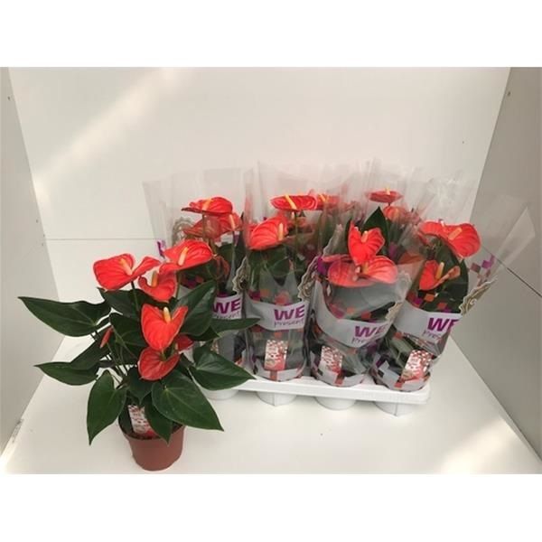 ANTHURIUM SIERRA ORANGE