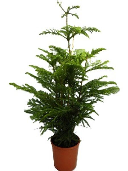 ARAUCARIA HETEROPHYLLA