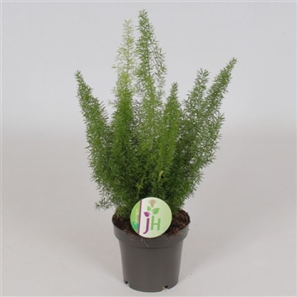 ASPARAGUS MEYERI