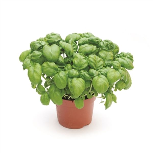 BASILIC/OCINUM BASILICUM