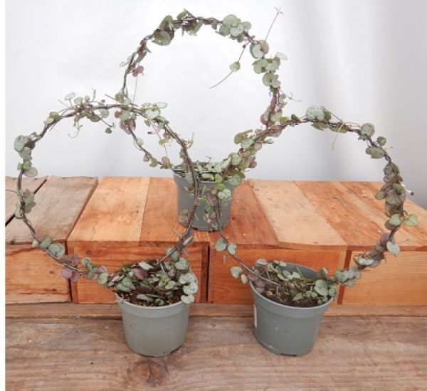CEROPEGIA WOODII