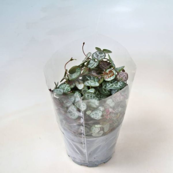 CEROPEGIA WOODII