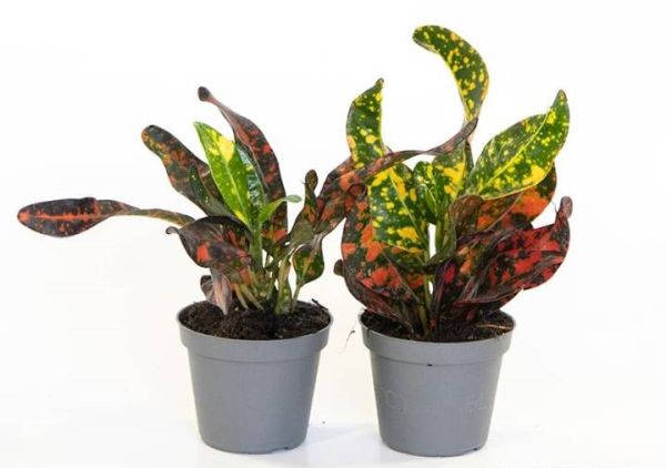 CODIAEUM VARIEG. BUSH AND FIRE