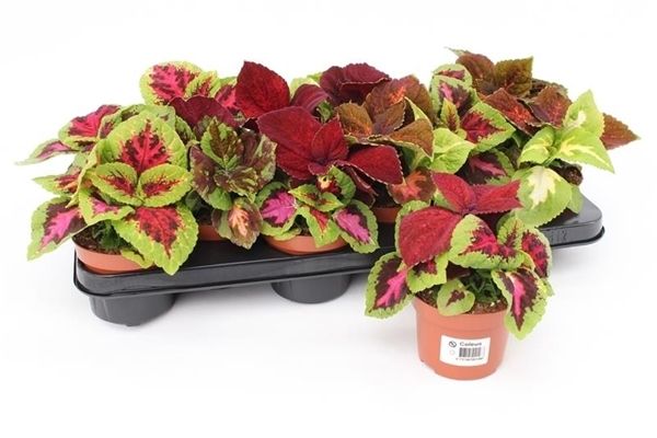 COLEUS WIZARD CARNAVAL