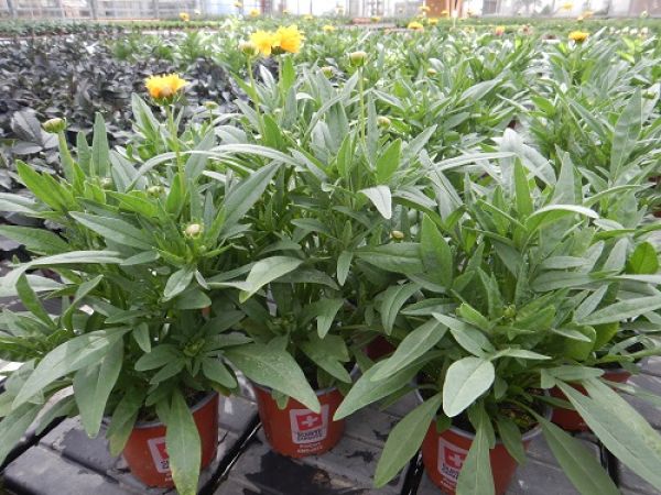 COREOPSIS EARLY SUNRISE
