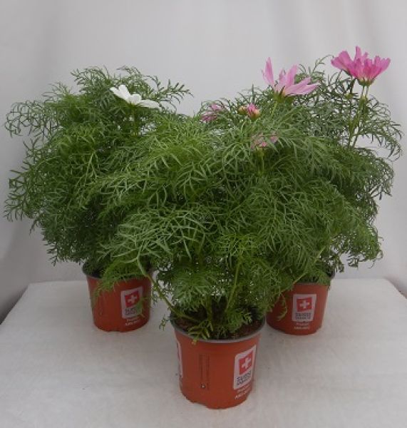 COSMOS BIPPINATUS