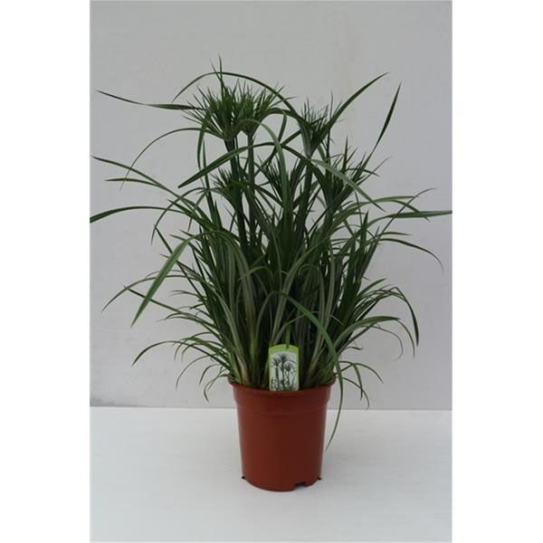 CYPERUS PAPYRUS
