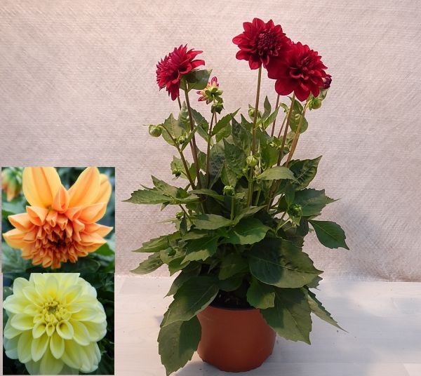 DAHLIA