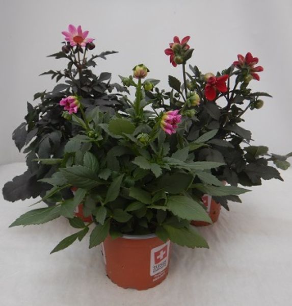 DAHLIA HAPPY DAYS