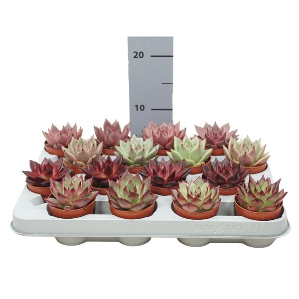 ECHEVERIA MIX